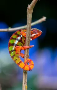 Caméléon de Marojejy