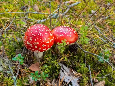 champignon_rouge.jpg