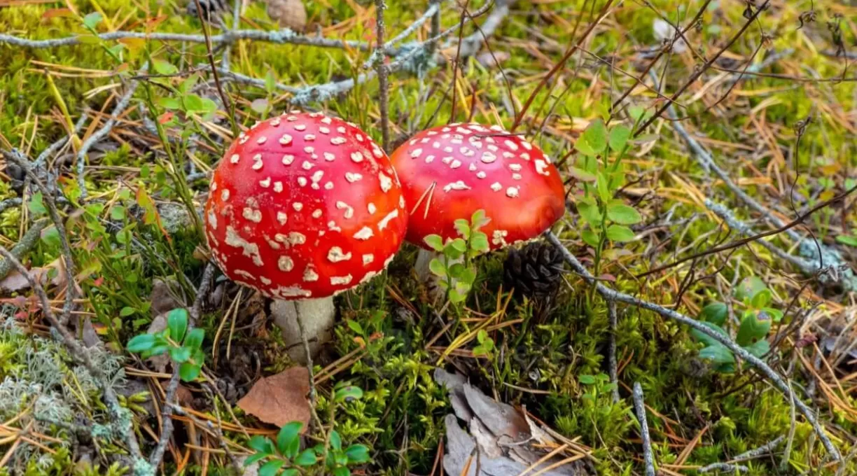 champignon_rouge.jpg