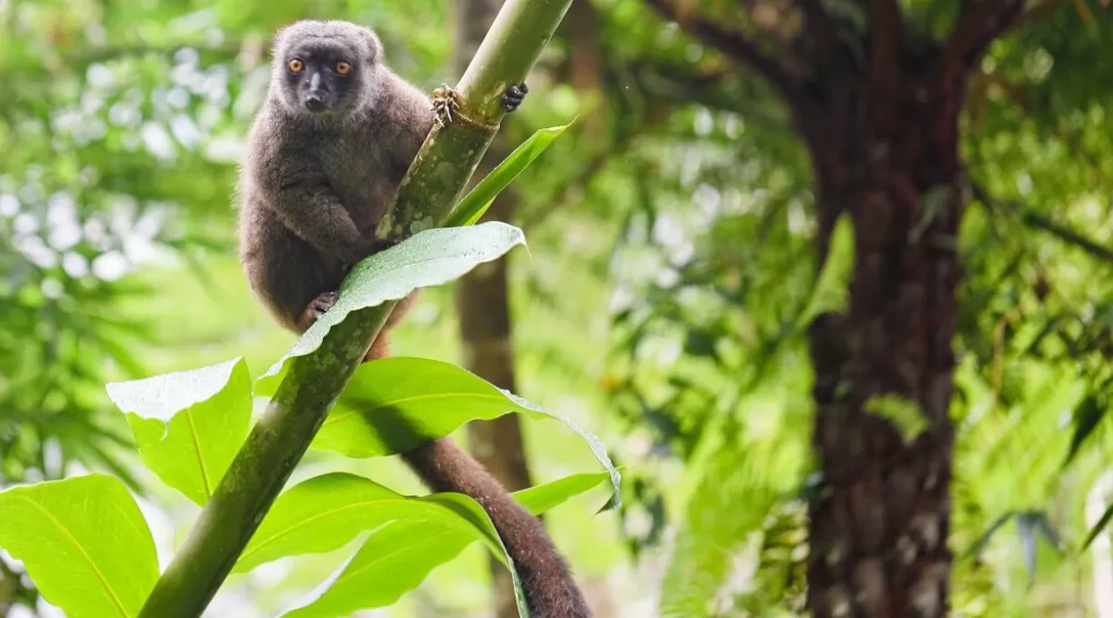 faune_lemur_bamboo.jpg