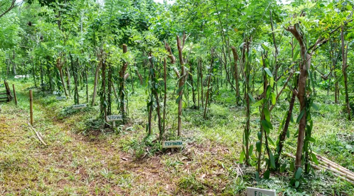 mbo_plantation.jpg